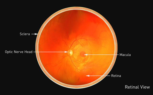 Retinal-View